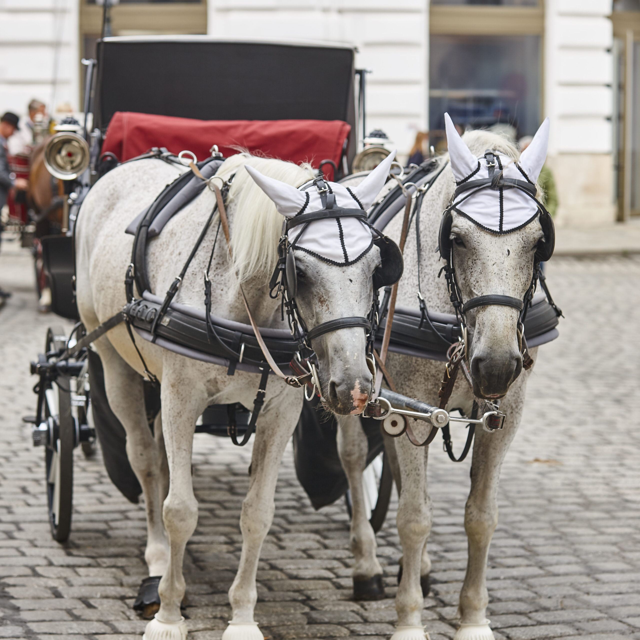 carruaje con 2 caballos blancos